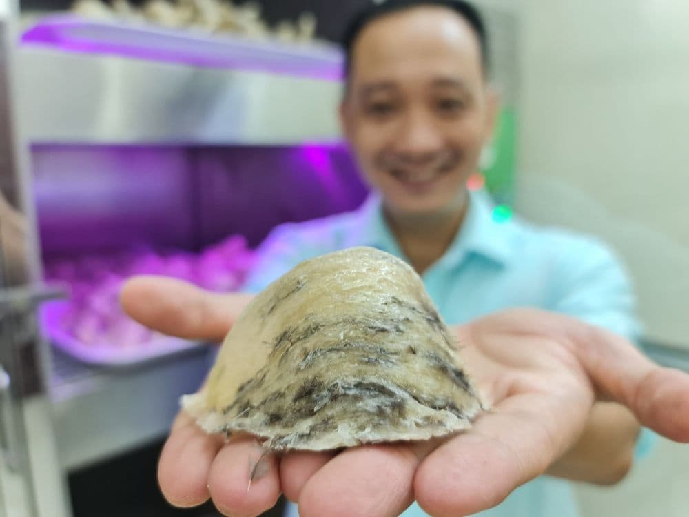 Phòng kiểm duyệt thô nguyên liệu - Yến Việt